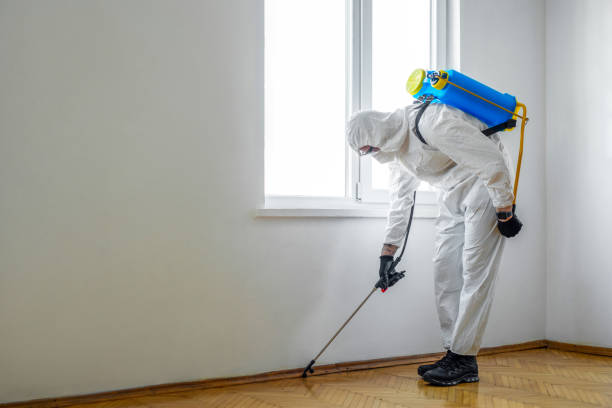 Best Termite Inspection and Treatment  in Richwood, WV